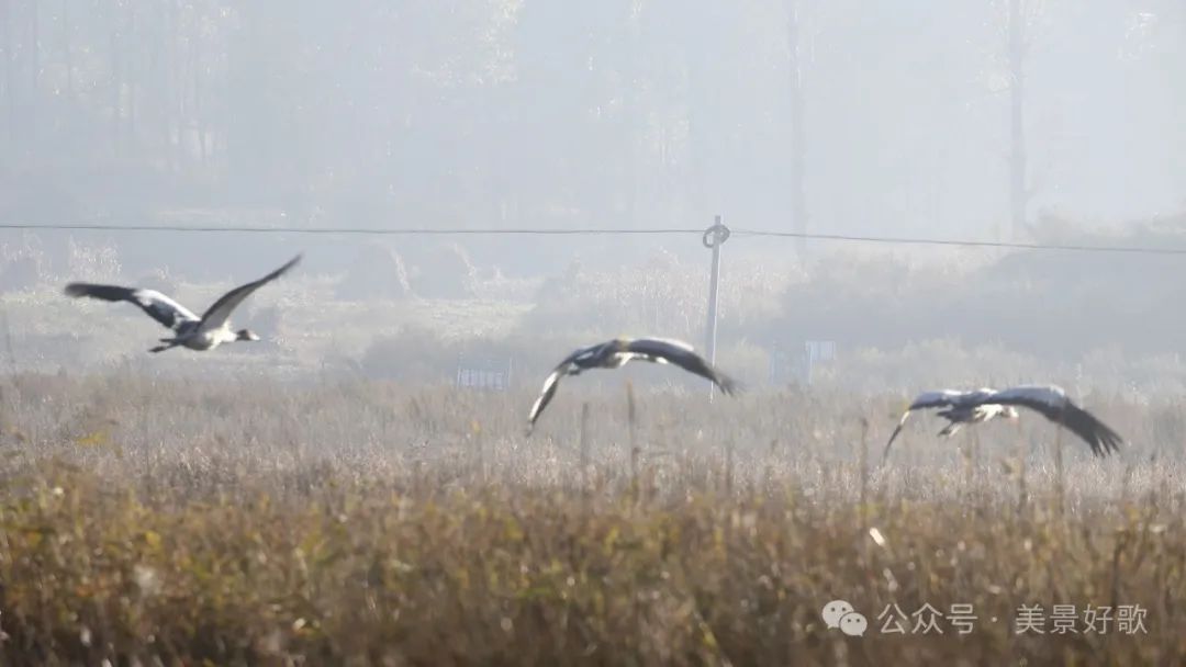 图片[42]-黑颈鹤的越冬地：威宁草海-永豪博客