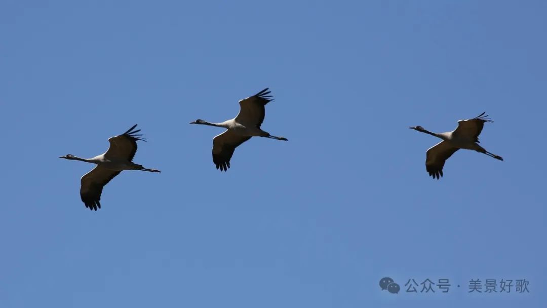 图片[19]-黑颈鹤的越冬地：威宁草海-永豪博客