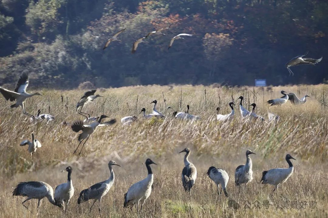 图片[44]-黑颈鹤的越冬地：威宁草海-永豪博客
