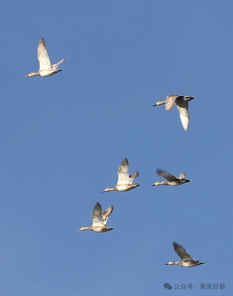 图片[30]-黑颈鹤的越冬地：威宁草海-永豪博客