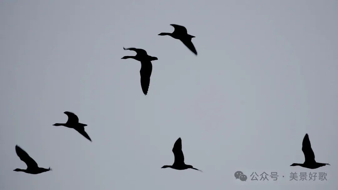 图片[40]-黑颈鹤的越冬地：威宁草海-永豪博客