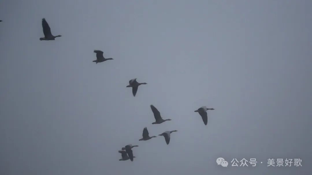 图片[39]-黑颈鹤的越冬地：威宁草海-永豪博客