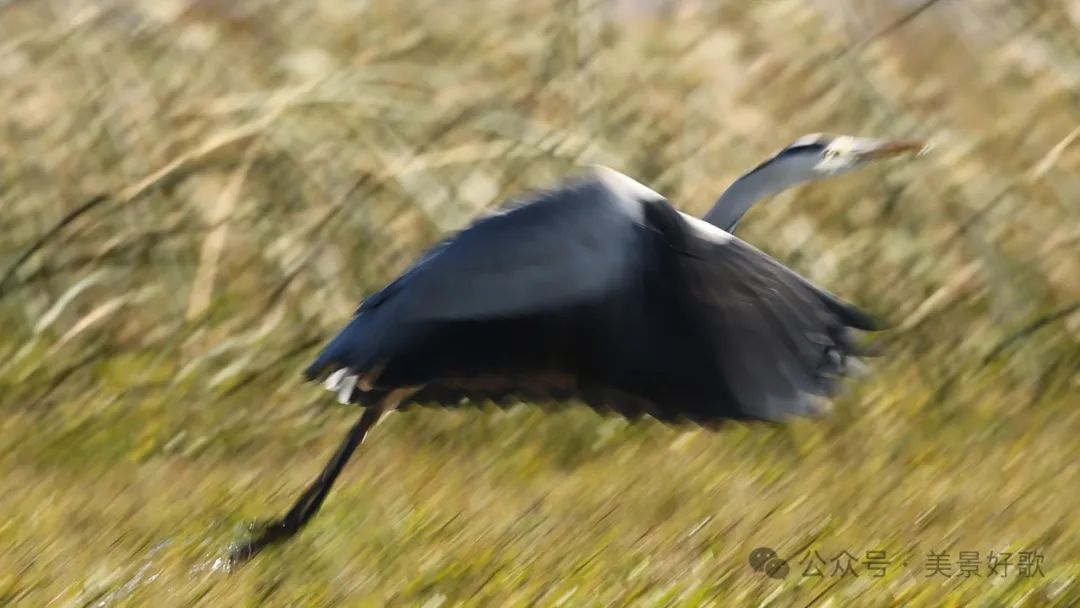 图片[15]-黑颈鹤的越冬地：威宁草海-永豪博客
