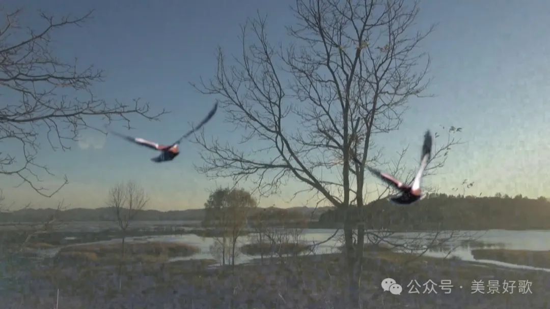 图片[45]-黑颈鹤的越冬地：威宁草海-永豪博客