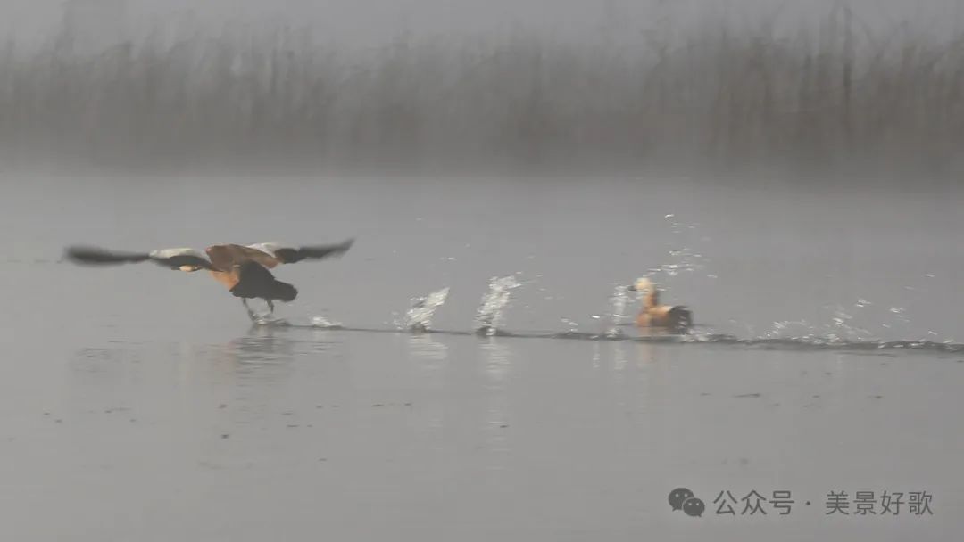 图片[25]-黑颈鹤的越冬地：威宁草海-永豪博客