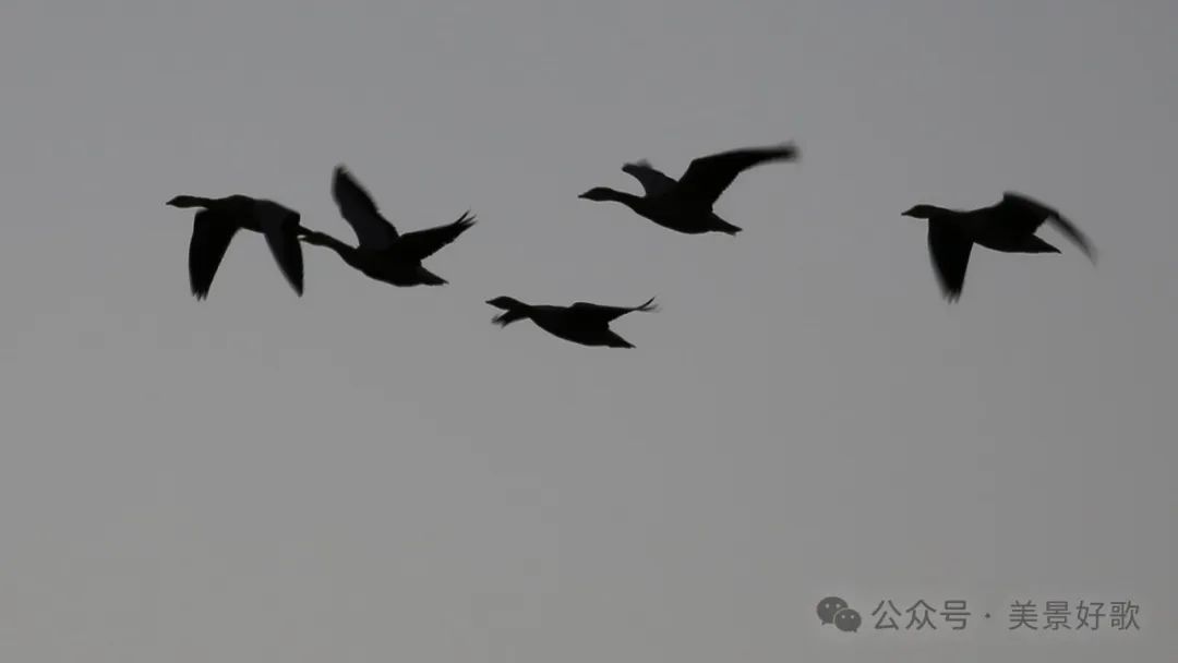 图片[20]-黑颈鹤的越冬地：威宁草海-永豪博客