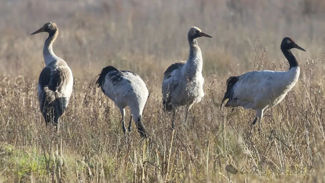 图片[43]-黑颈鹤的越冬地：威宁草海-永豪博客