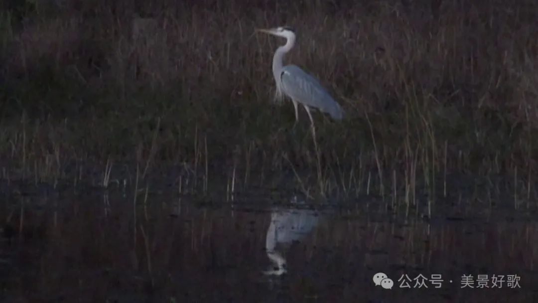 图片[34]-黑颈鹤的越冬地：威宁草海-永豪博客