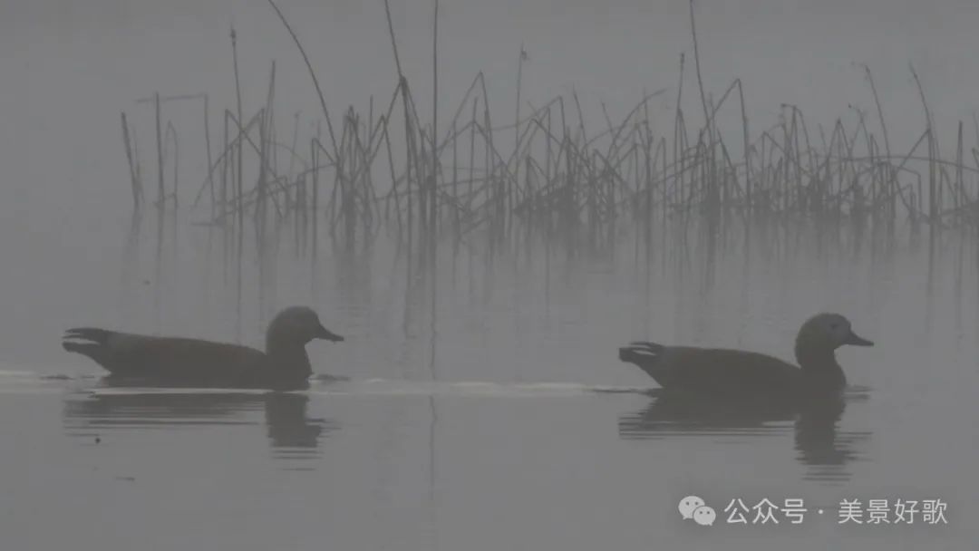 图片[23]-黑颈鹤的越冬地：威宁草海-永豪博客