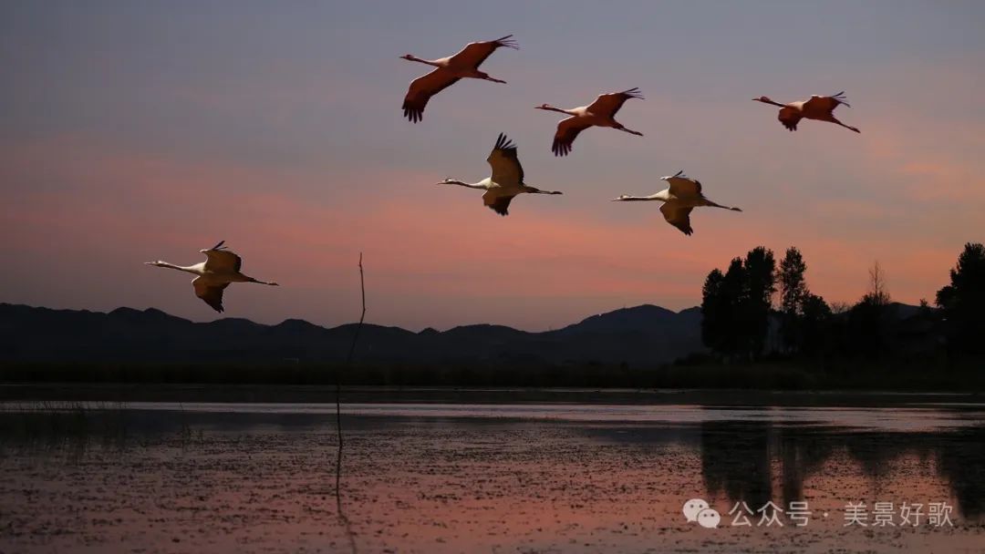 图片[2]-黑颈鹤的越冬地：威宁草海-永豪博客