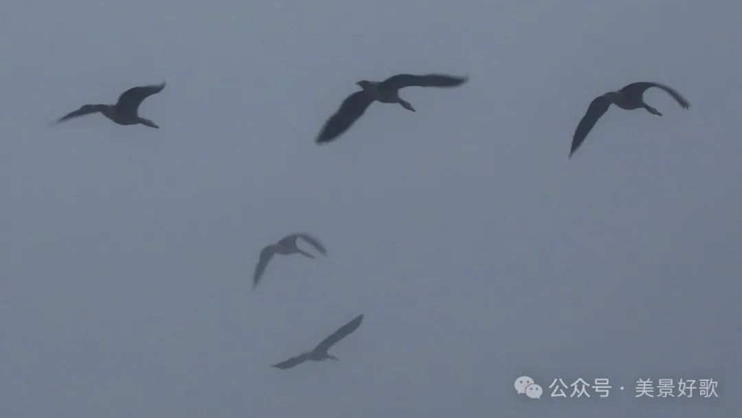 图片[28]-黑颈鹤的越冬地：威宁草海-永豪博客