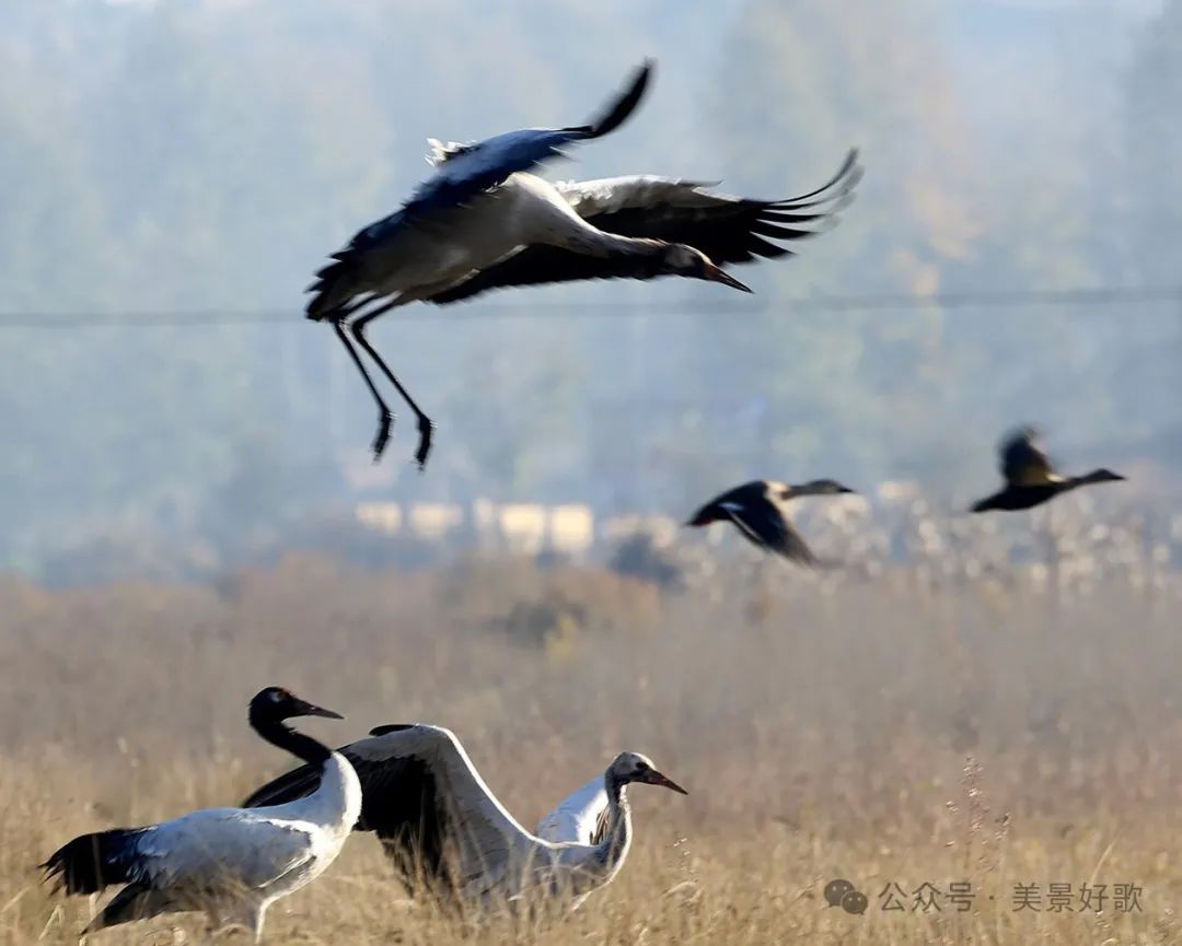 图片[36]-黑颈鹤的越冬地：威宁草海-永豪博客
