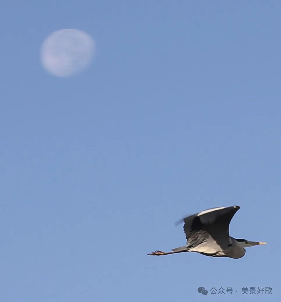 图片[29]-黑颈鹤的越冬地：威宁草海-永豪博客