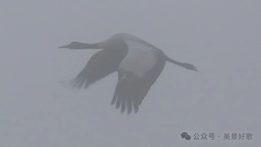 图片[38]-黑颈鹤的越冬地：威宁草海-永豪博客