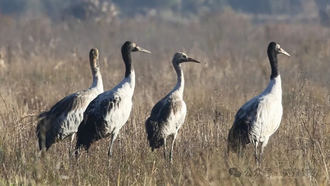 图片[21]-黑颈鹤的越冬地：威宁草海-永豪博客