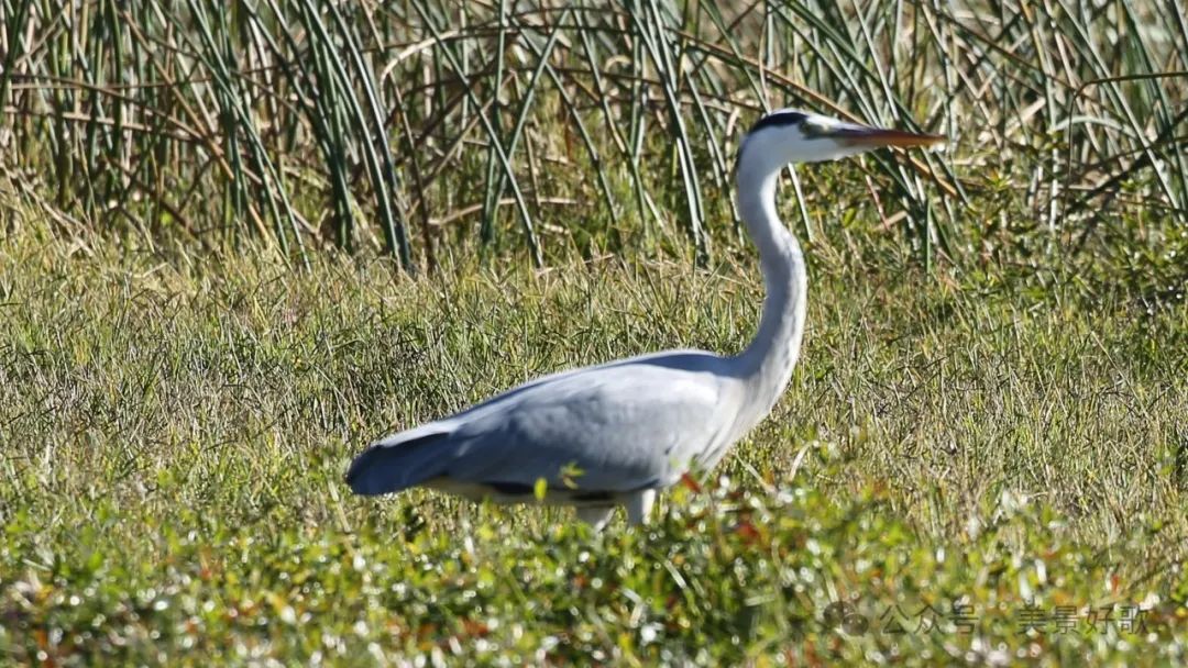 图片[14]-黑颈鹤的越冬地：威宁草海-永豪博客