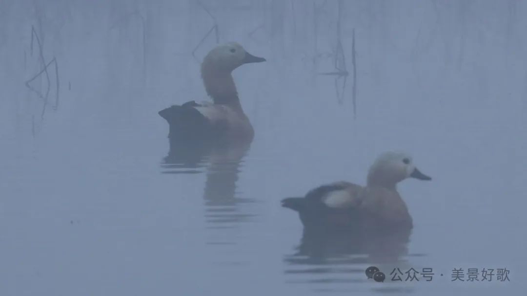 图片[24]-黑颈鹤的越冬地：威宁草海-永豪博客