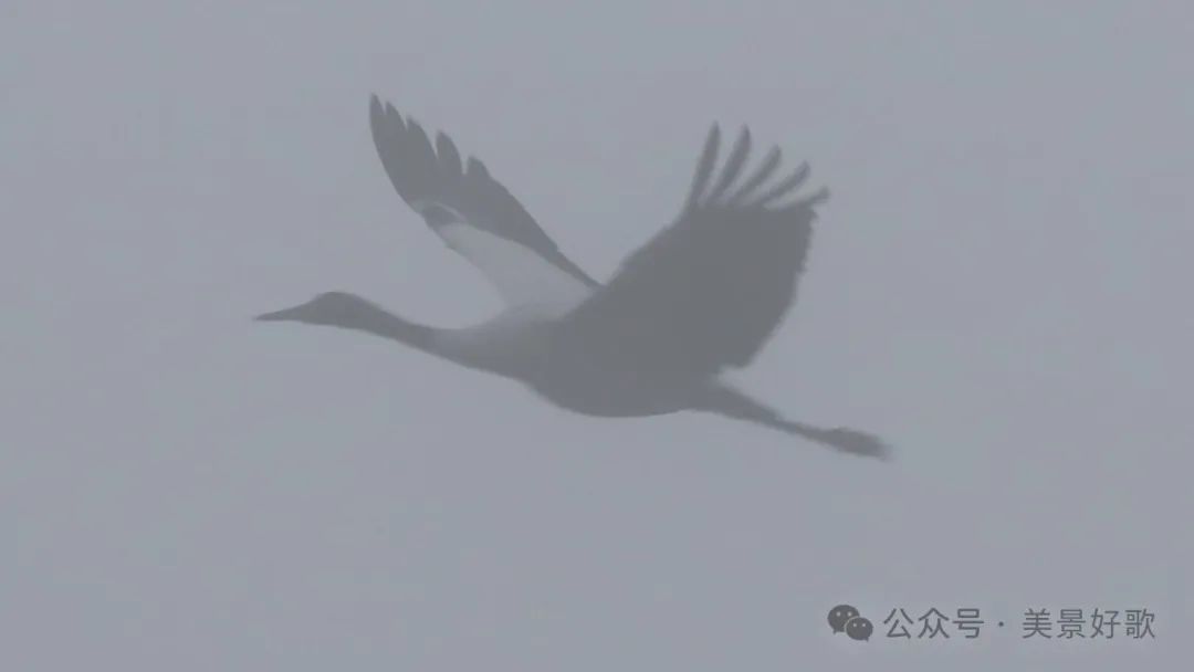 图片[37]-黑颈鹤的越冬地：威宁草海-永豪博客