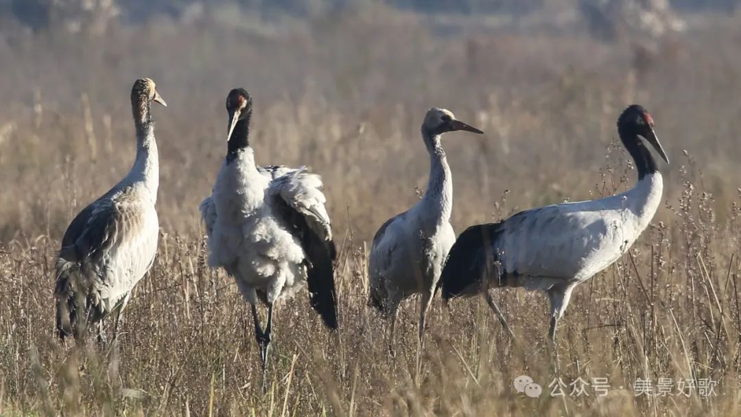 图片[35]-黑颈鹤的越冬地：威宁草海-永豪博客