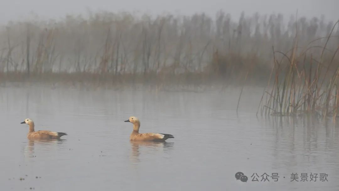 图片[22]-黑颈鹤的越冬地：威宁草海-永豪博客