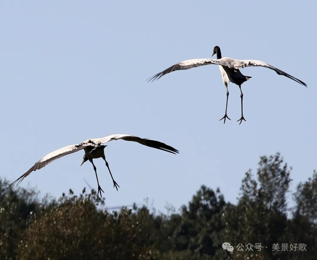 图片[16]-黑颈鹤的越冬地：威宁草海-永豪博客