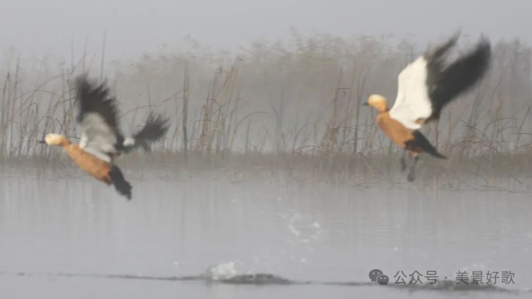 图片[17]-黑颈鹤的越冬地：威宁草海-永豪博客