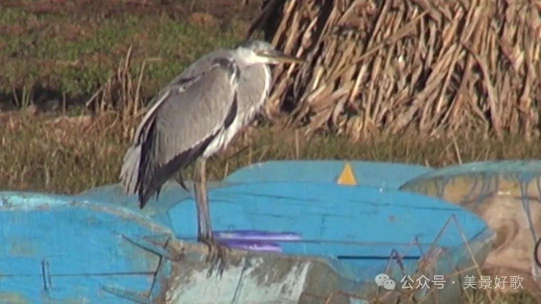 图片[18]-黑颈鹤的越冬地：威宁草海-永豪博客