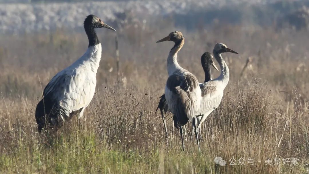 图片[32]-黑颈鹤的越冬地：威宁草海-永豪博客