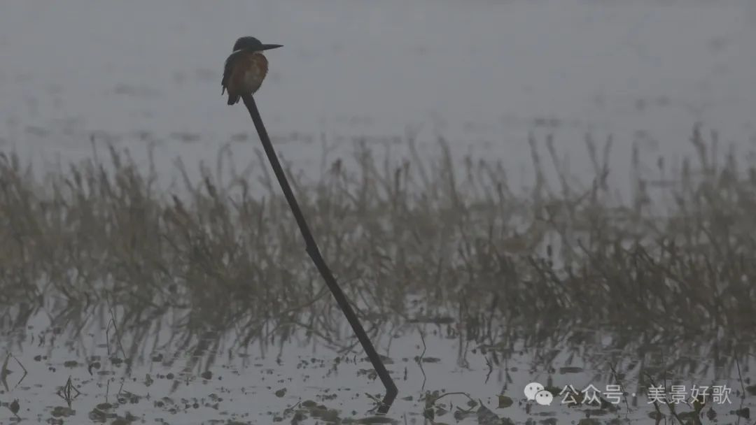 图片[26]-黑颈鹤的越冬地：威宁草海-永豪博客