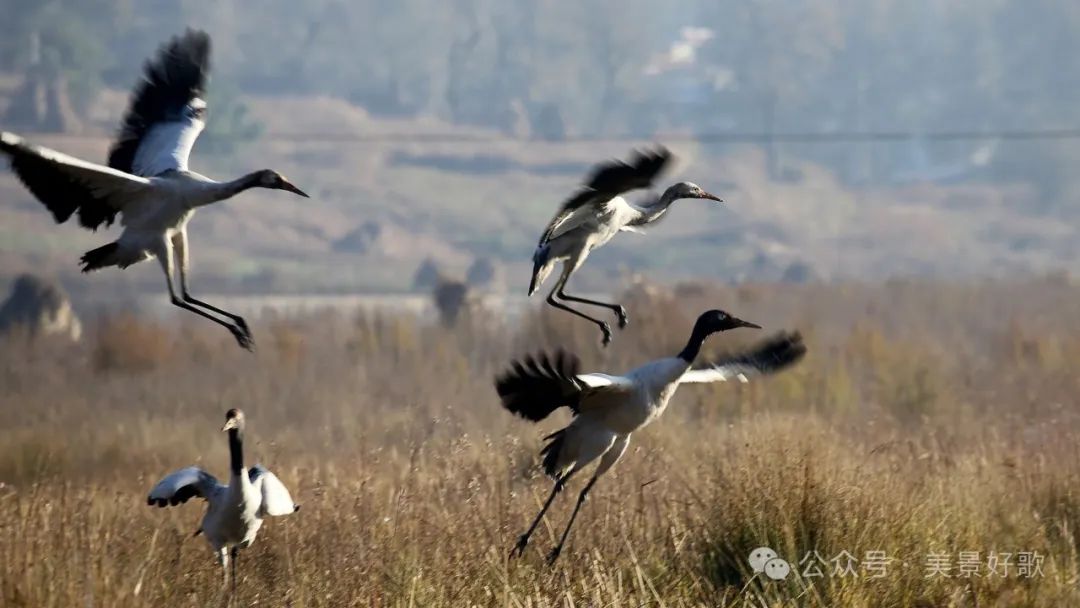图片[33]-黑颈鹤的越冬地：威宁草海-永豪博客