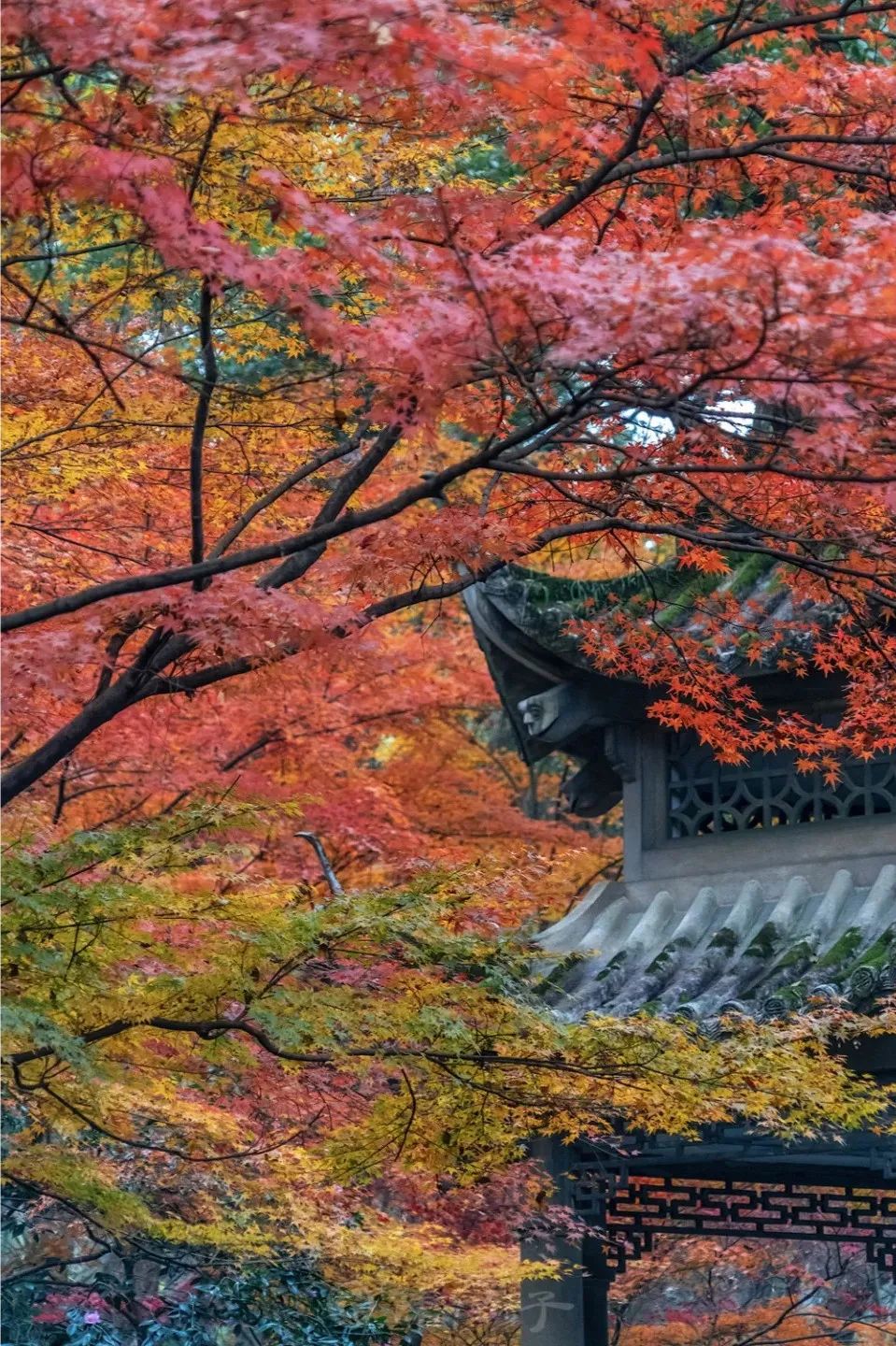 图片[18]-美到窒息！一入秋，中国就穿越了千年。-永豪博客