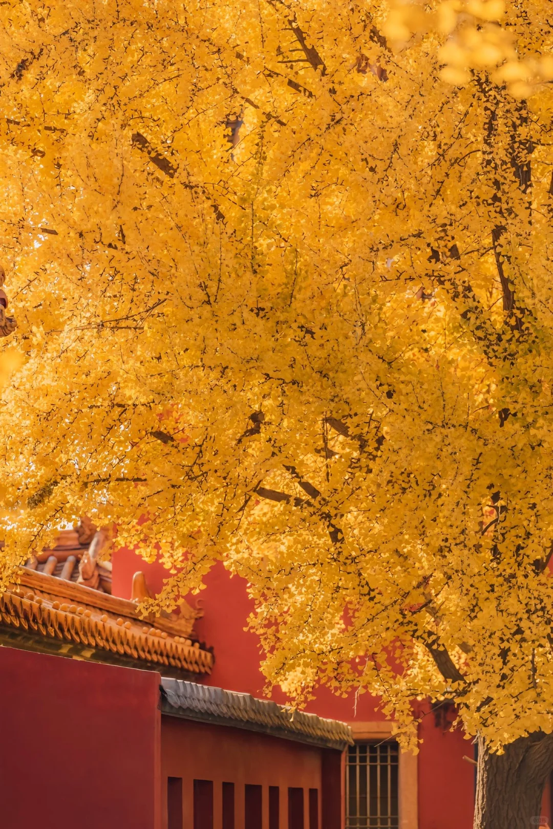 图片[7]-美到窒息！一入秋，中国就穿越了千年。-永豪博客