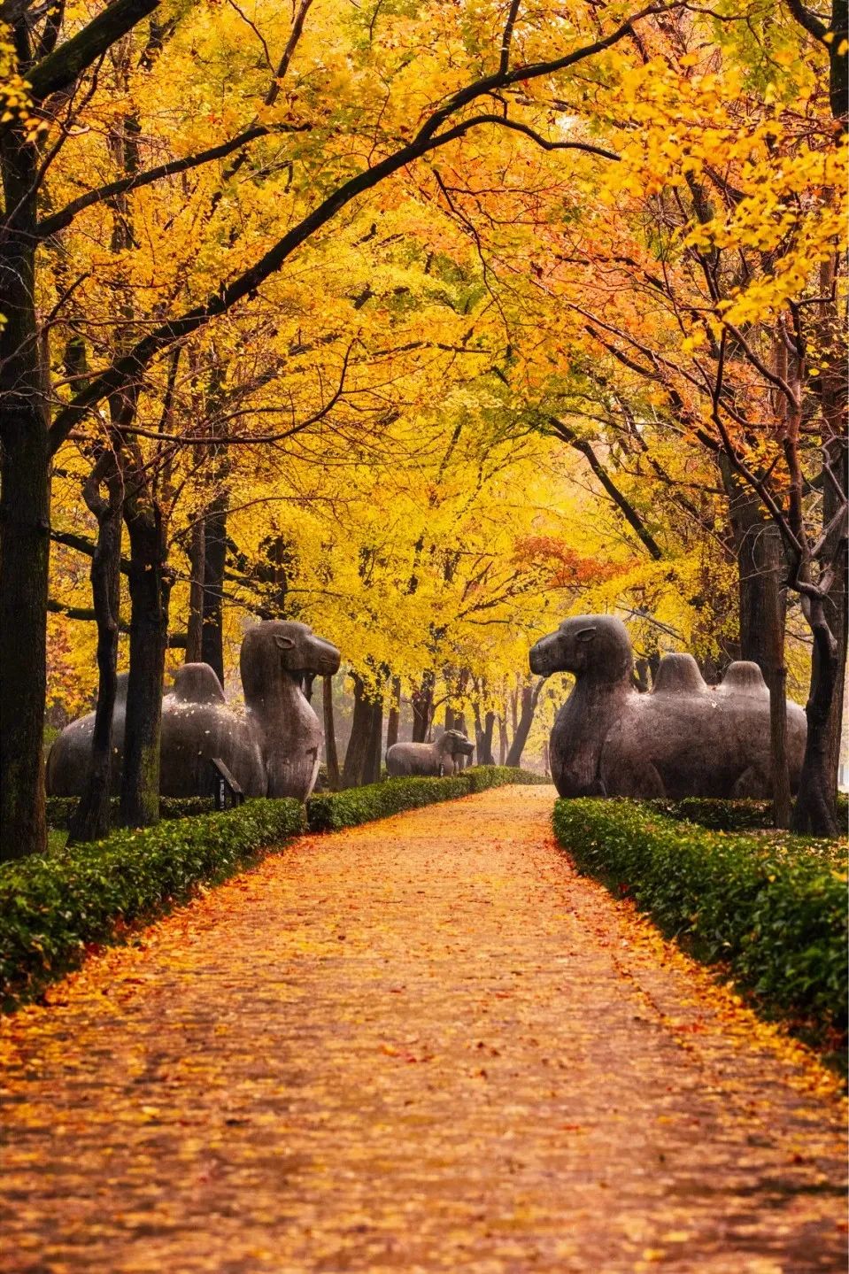 图片[23]-美到窒息！一入秋，中国就穿越了千年。-永豪博客