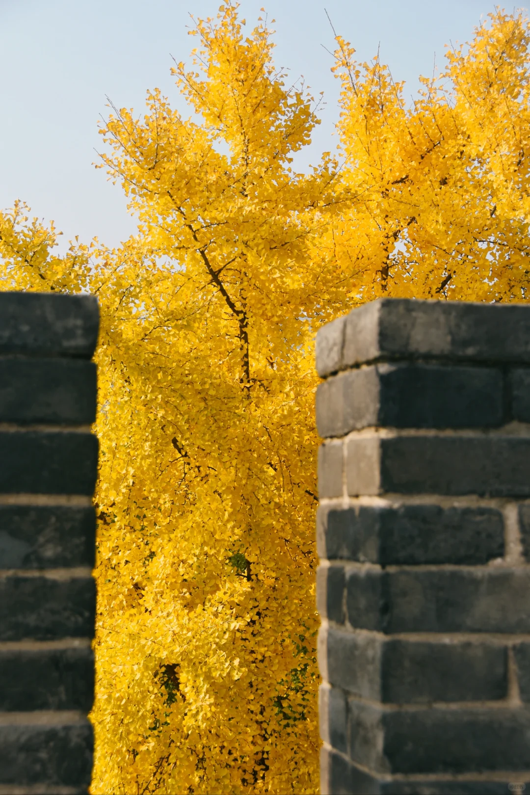 图片[39]-美到窒息！一入秋，中国就穿越了千年。-永豪博客